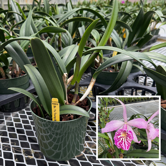 Bc. Yu Toung Star 'No. 1' (5.5" Pot) -Not Blooming