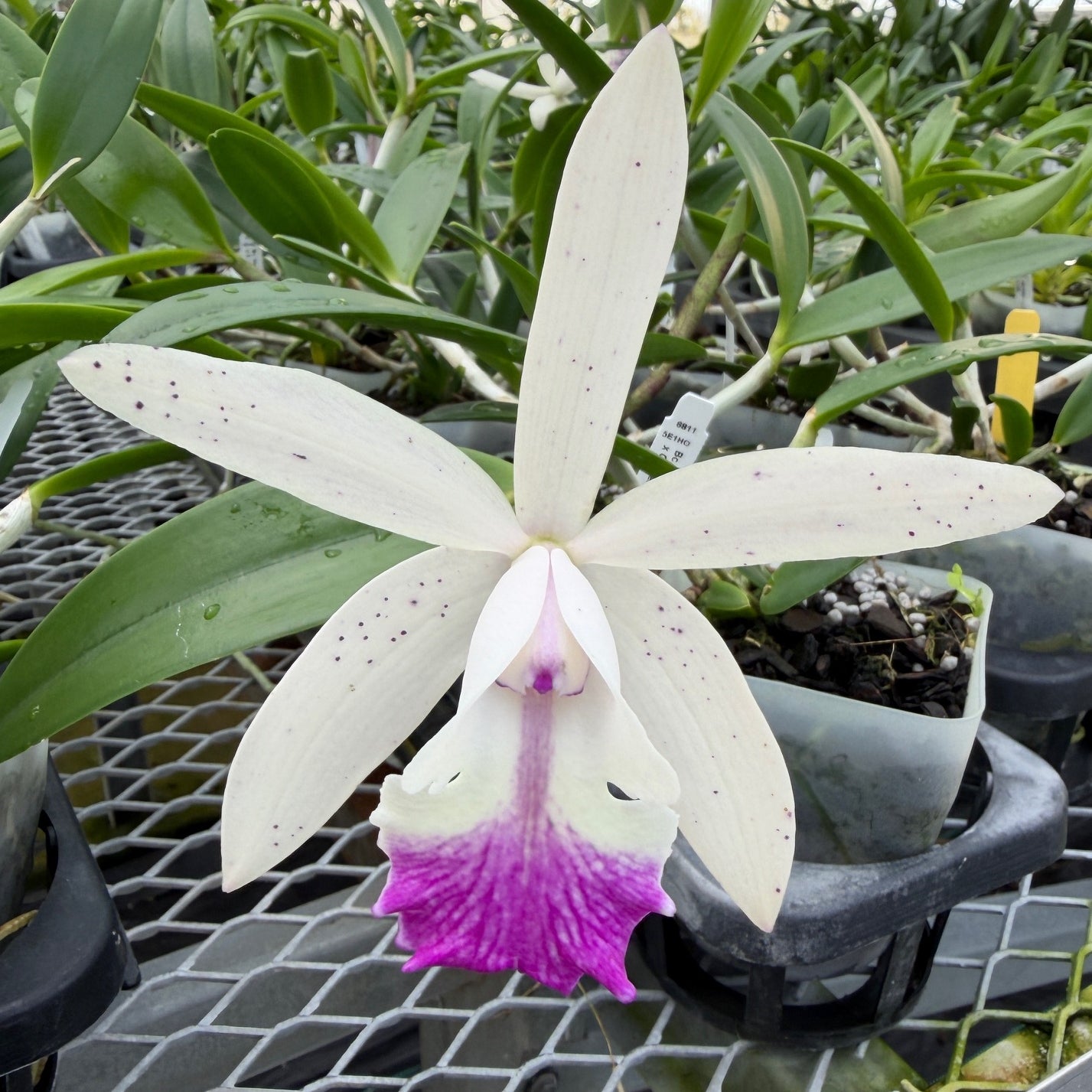 Bc. Hippodamia 'Leopard Spots' x C. intermedia orlata 'Elsie' (4" Pot) -Not Blooming