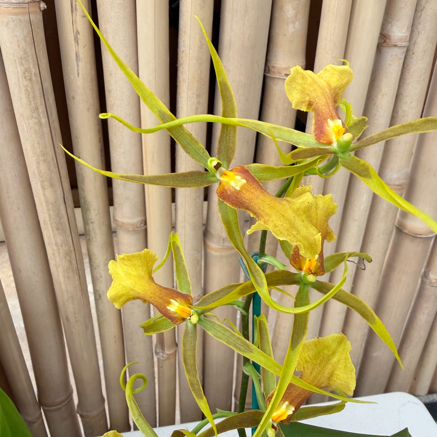 Bcd. Tower of Rex 'Mr. Green Jeans' (5" Pot) - Not Blooming