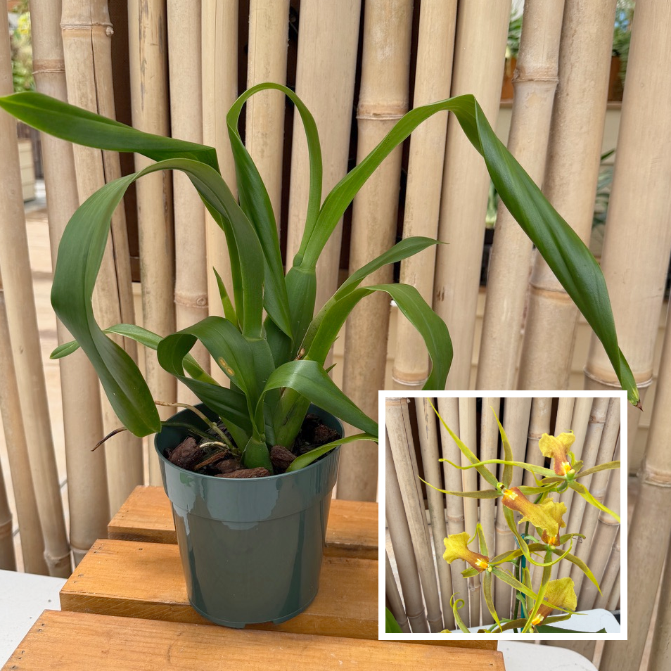 Bcd. Tower of Rex 'Mr. Green Jeans' (5" Pot) - Not Blooming