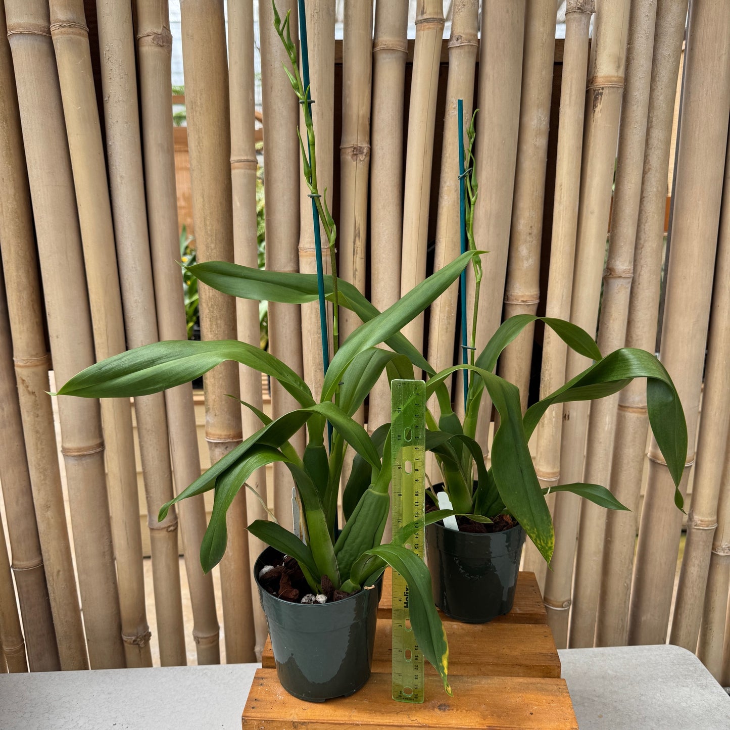 Bcd. Tower of Rex 'Mr. Green Jeans' (5" Pot) - Buds