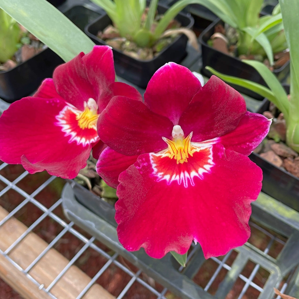 Mltnps. Bert Field 'Leash' (4" Pot) - Buds