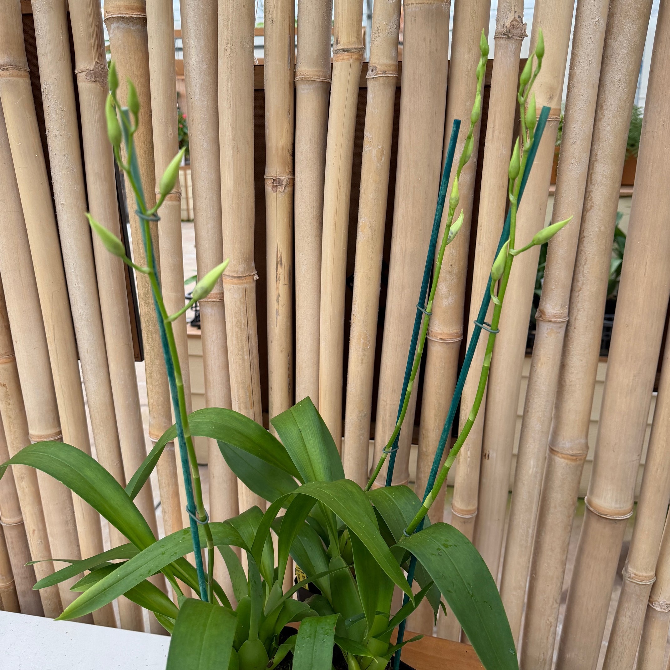 Bllra. Big Shot 'Hilo Sparkle' (4