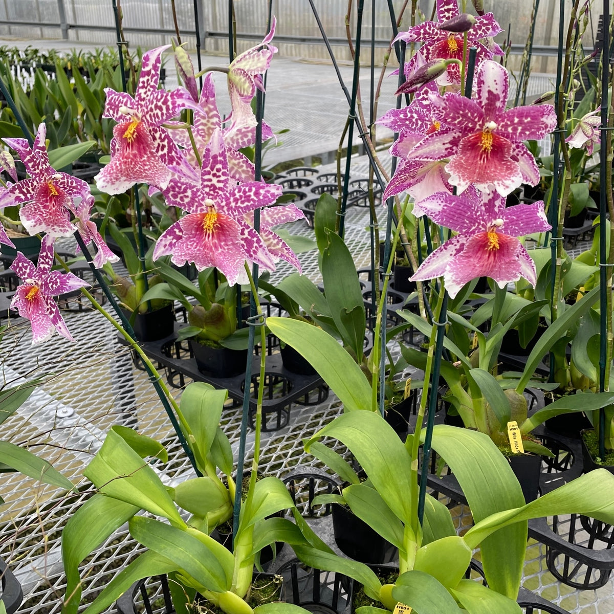 Bllra. Big Shot 'Pink Panther' (4" Pot) - Not Blooming