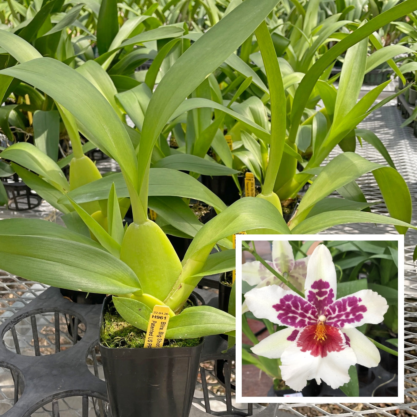 Bllra. Big Shot 'Hilo Sparkle' (Not Blooming)