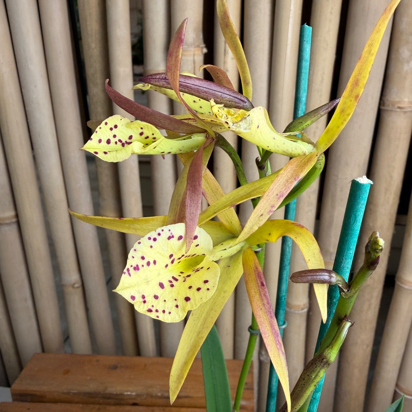 Brassolaelia Yellow Bird (Color Evolves) - Buds