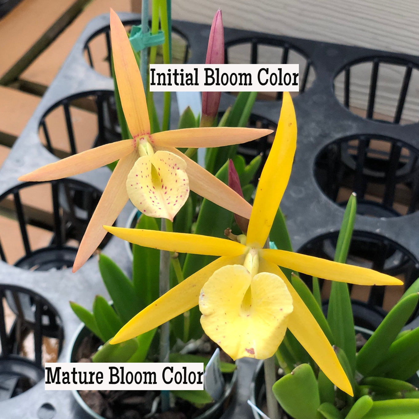 Brassolaelia Yellow Bird (Color Evolves) - Buds
