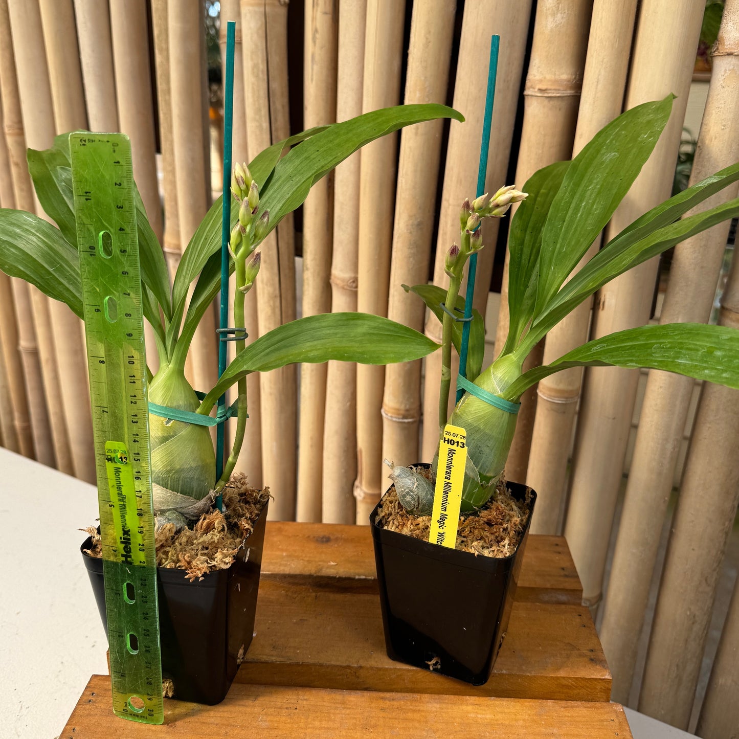 Monn. Millennium Magic 'Witchcraft' AM/AOS (4" Pot) - Spiking