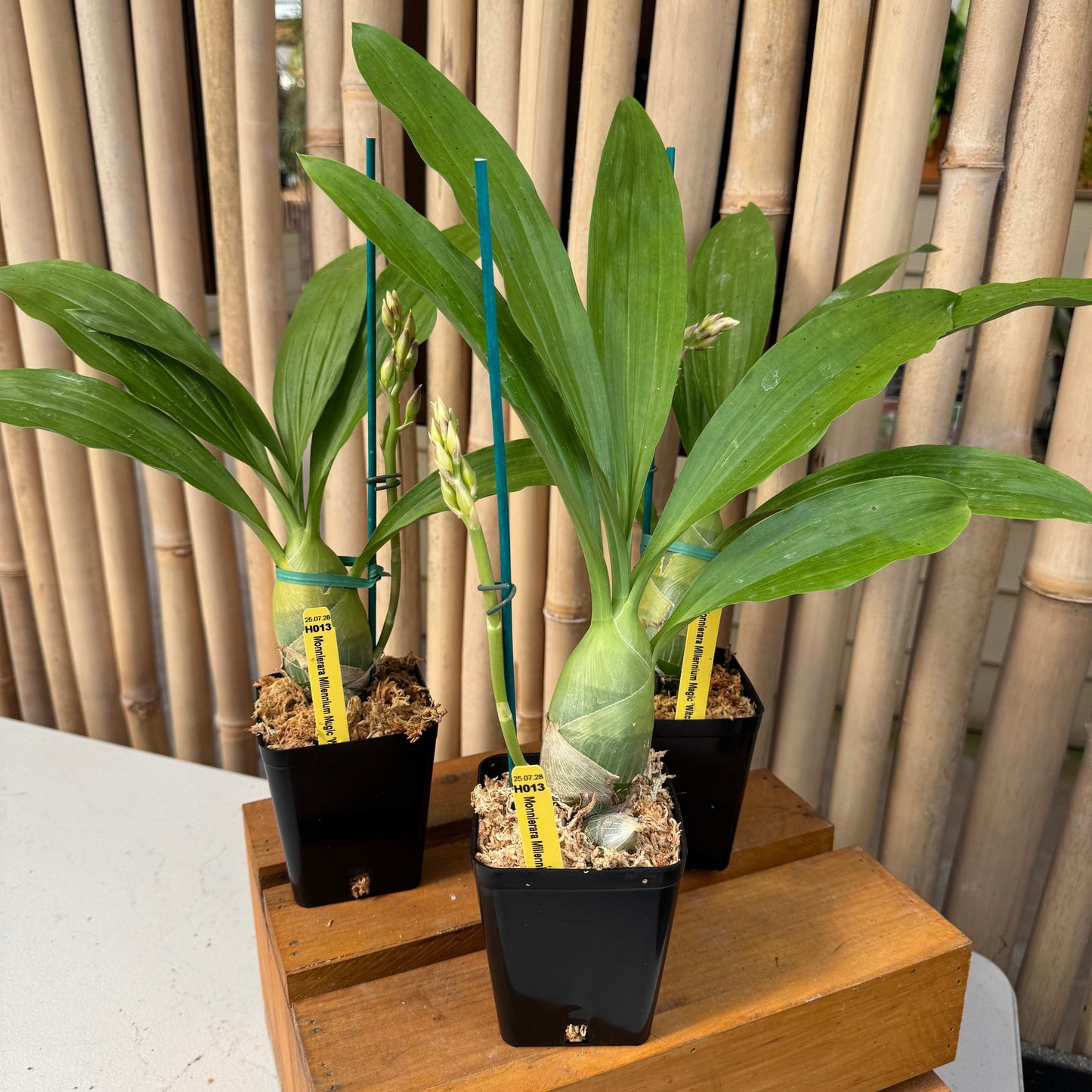 Monn. Millennium Magic 'Witchcraft' AM/AOS (4" Pot) - Spiking