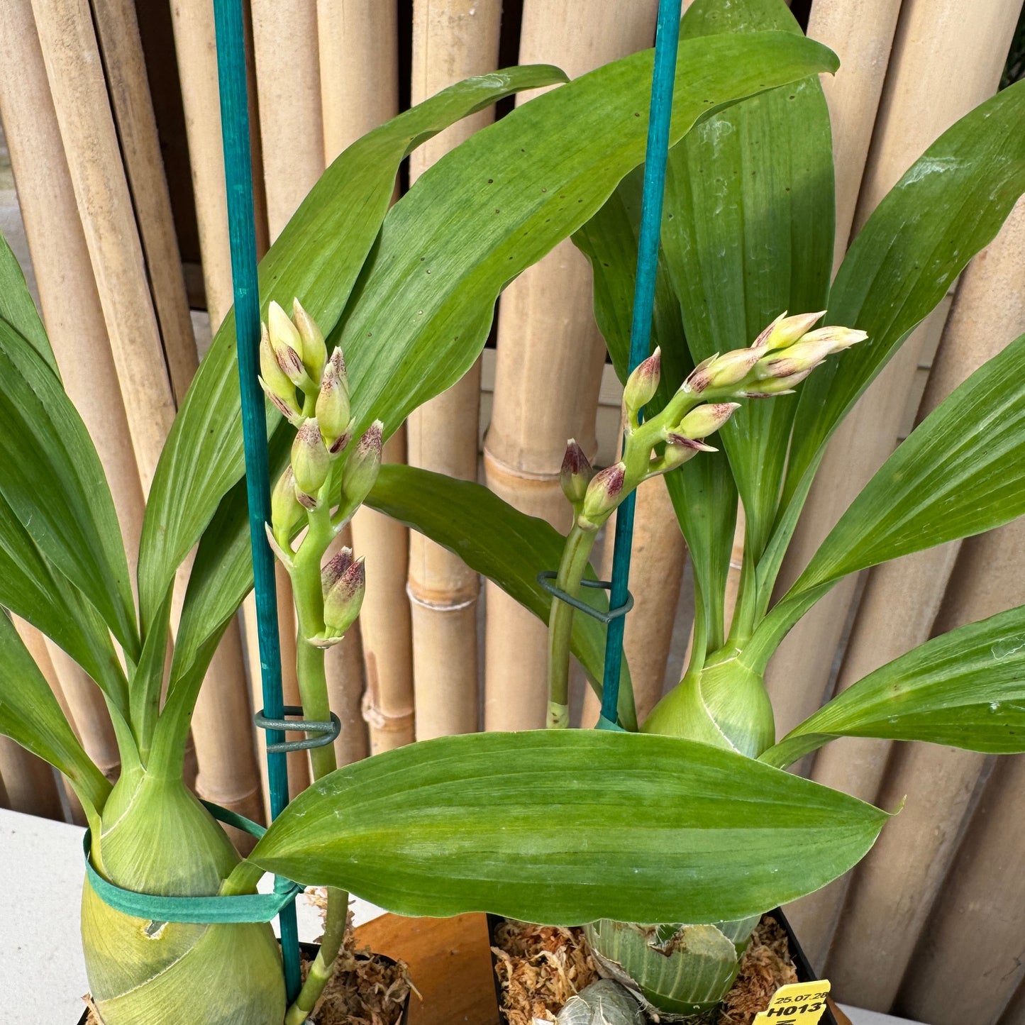 Monn. Millennium Magic 'Witchcraft' AM/AOS (4" Pot) - Spiking