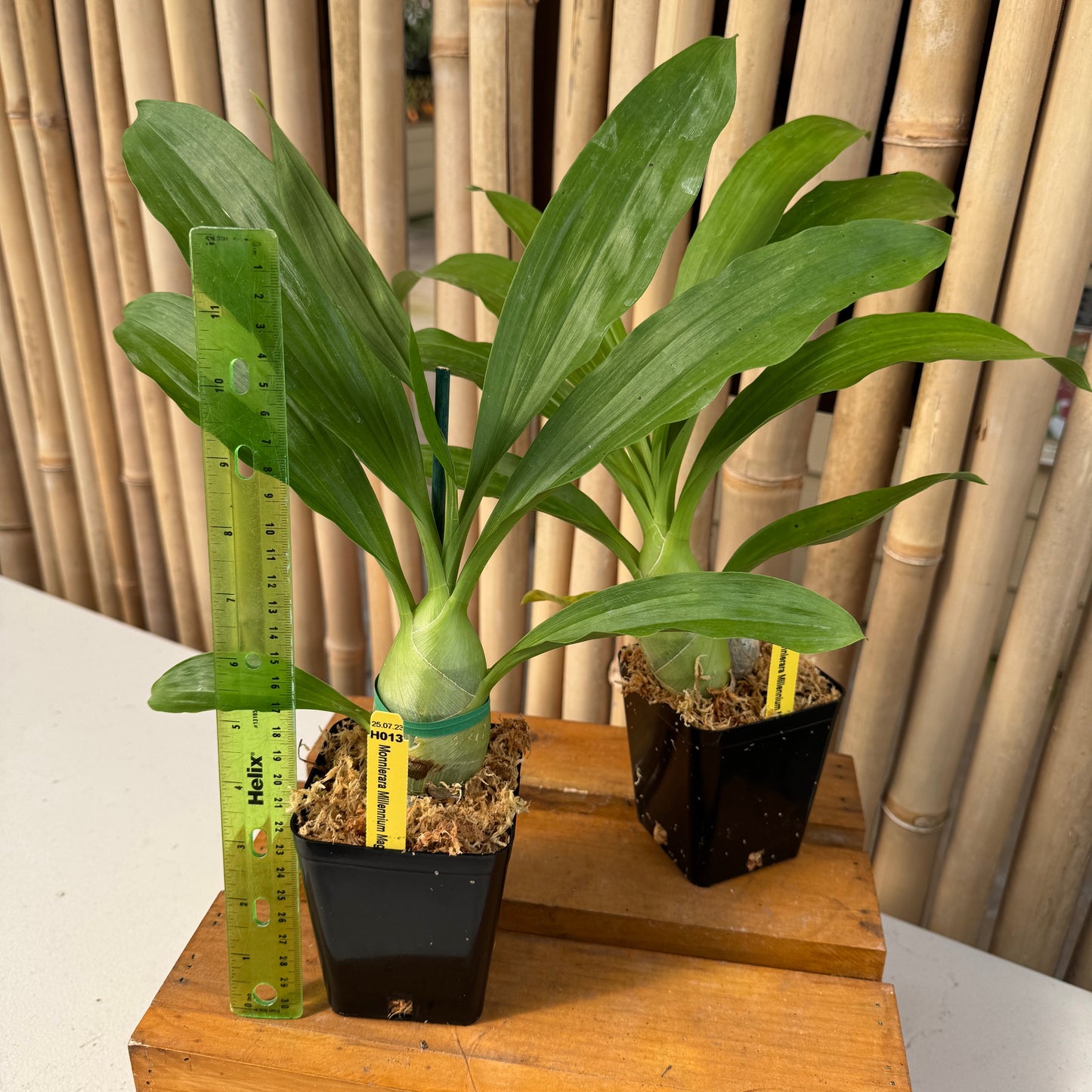 Monn. Millennium Magic 'Witchcraft' AM/AOS - Not Blooming