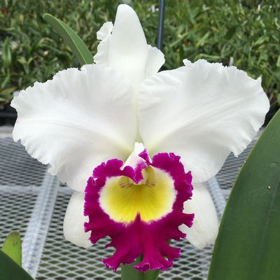 Rlc. Blanche Aisaka 'Yuki' FCC/AOS FLASK (Cattleya Clone)