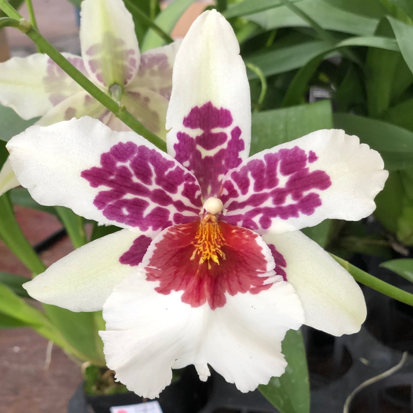 Bllra. Big Shot 'Hilo Sparkle' (Not Blooming)