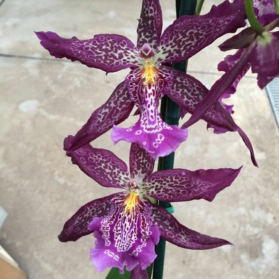 Bllra. Marfitch 'Howard's Dream' (4" Pot) - Buds