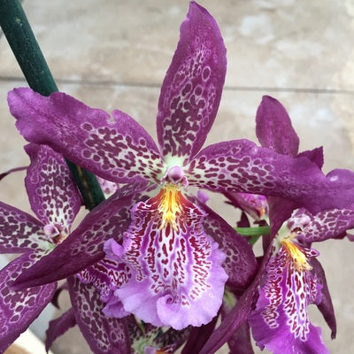 Bllra. Marfitch 'Howard's Dream' (4" Pot) - Buds