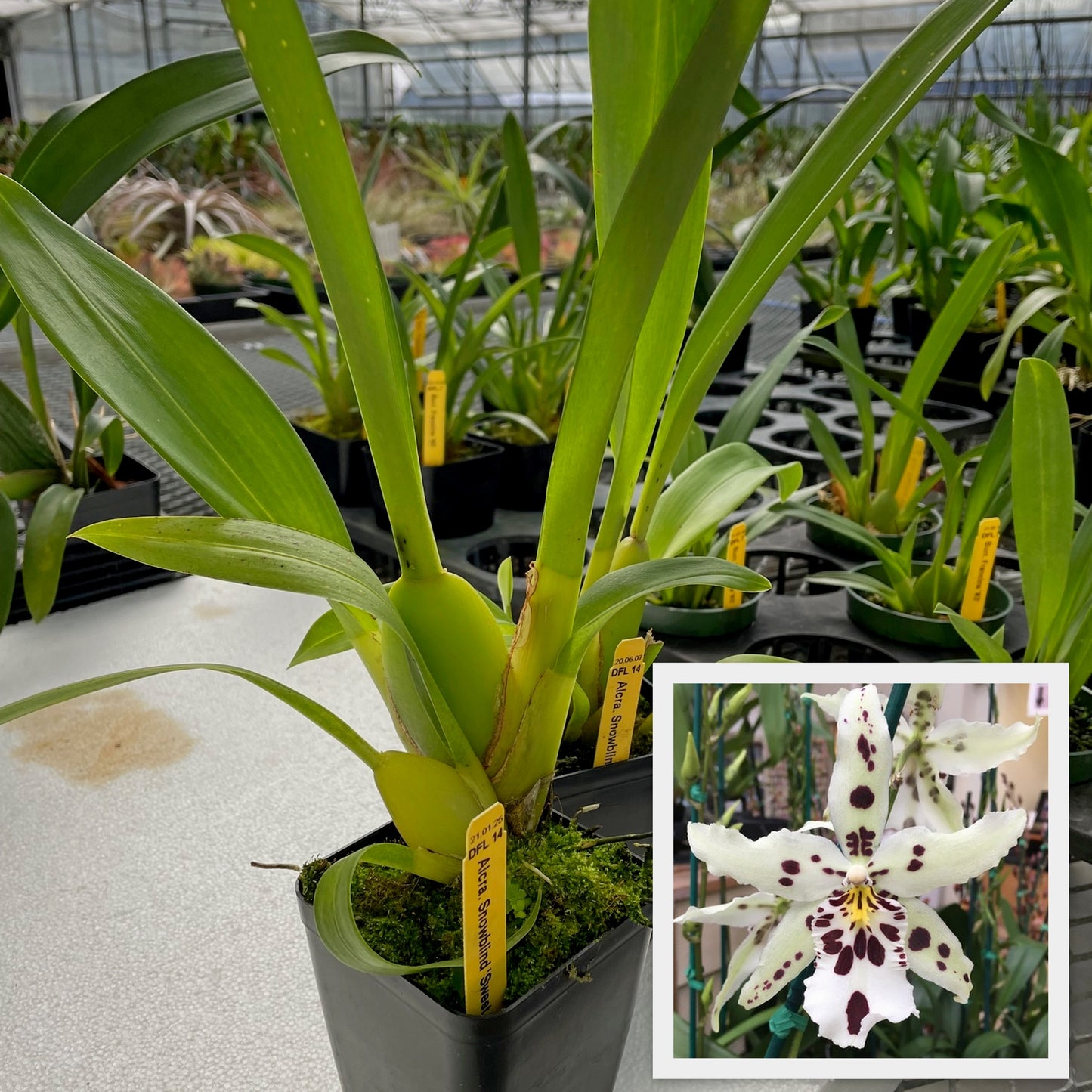 Bllra. Snowblind 'Sweet Spots' (4" Pot) - Not Blooming