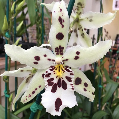 Bllra. Snowblind 'Sweet Spots' (4" Pot) - Not Blooming