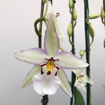 Bllra. Ysabella 'Lunar Eclipse' (4" Pot) - Buds