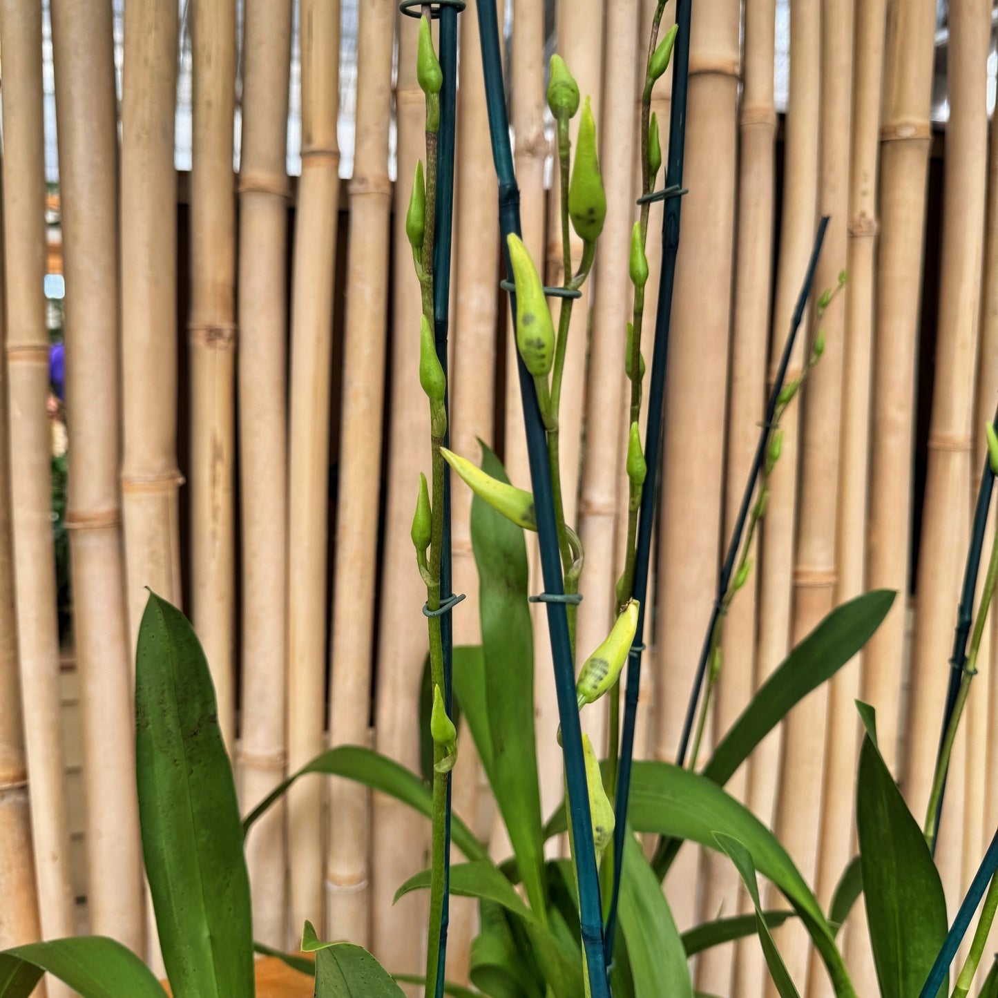 Bllra. Snowblind 'Sweet Spots'  (4" Pot) - Buds