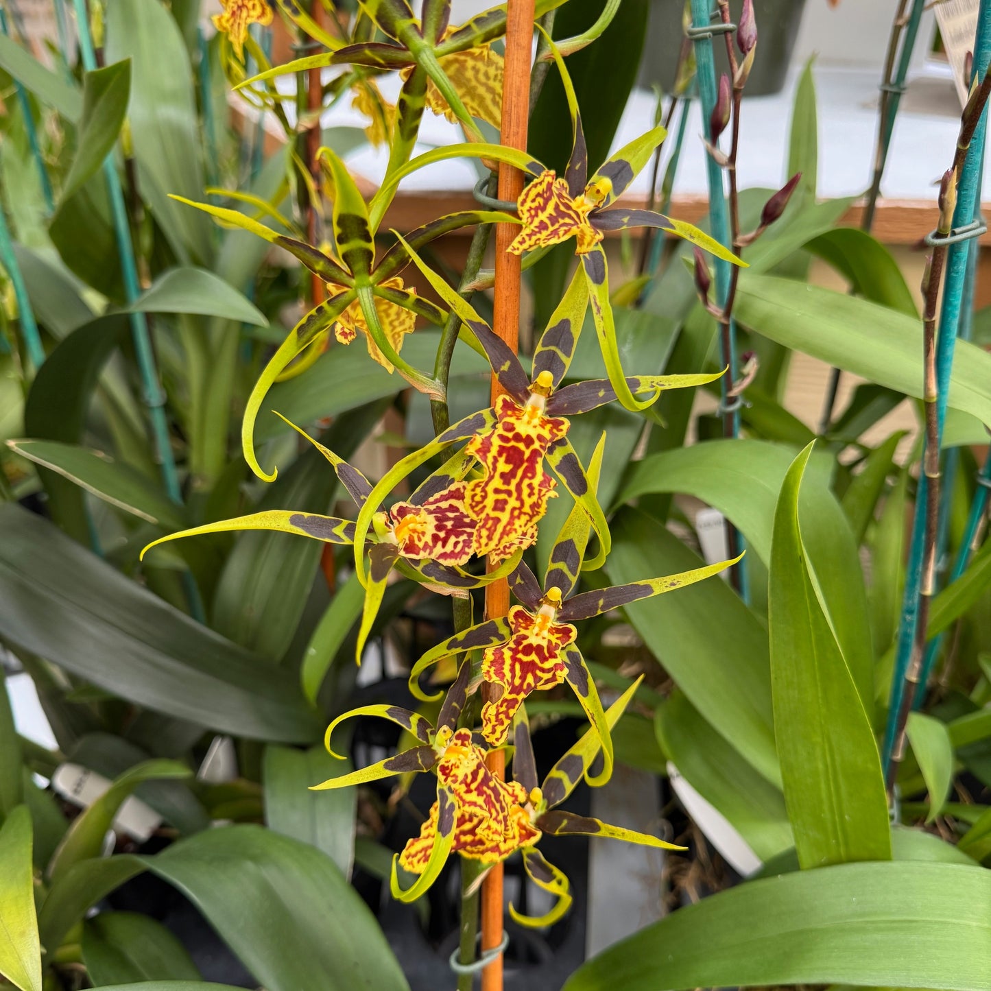Bnfd. Gilded Tower 'Mystic Maze' (4" Pot) - Buds