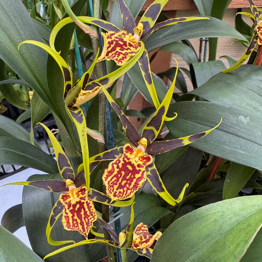 Bnfd. Gilded Tower 'Mystic Maze' (4" Pot) - Buds