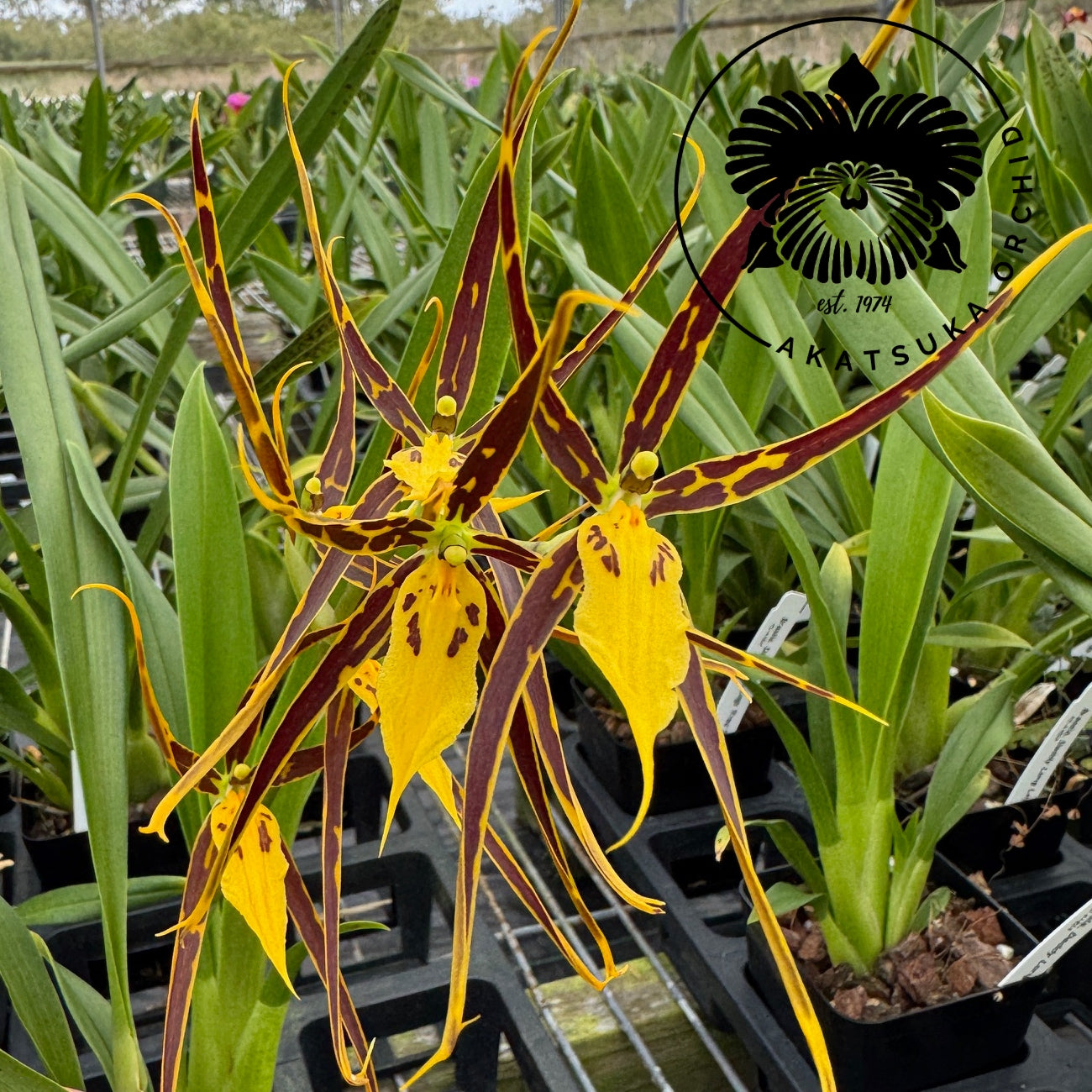 Brsa. Daddy Long Legs 'Fred Schwartz' (4" pot) - Not Blooming