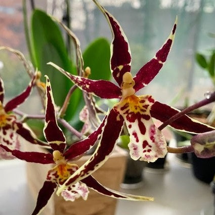 Brassidium Golden Gamine 'White Knight' (4" Pot) -Not Blooming