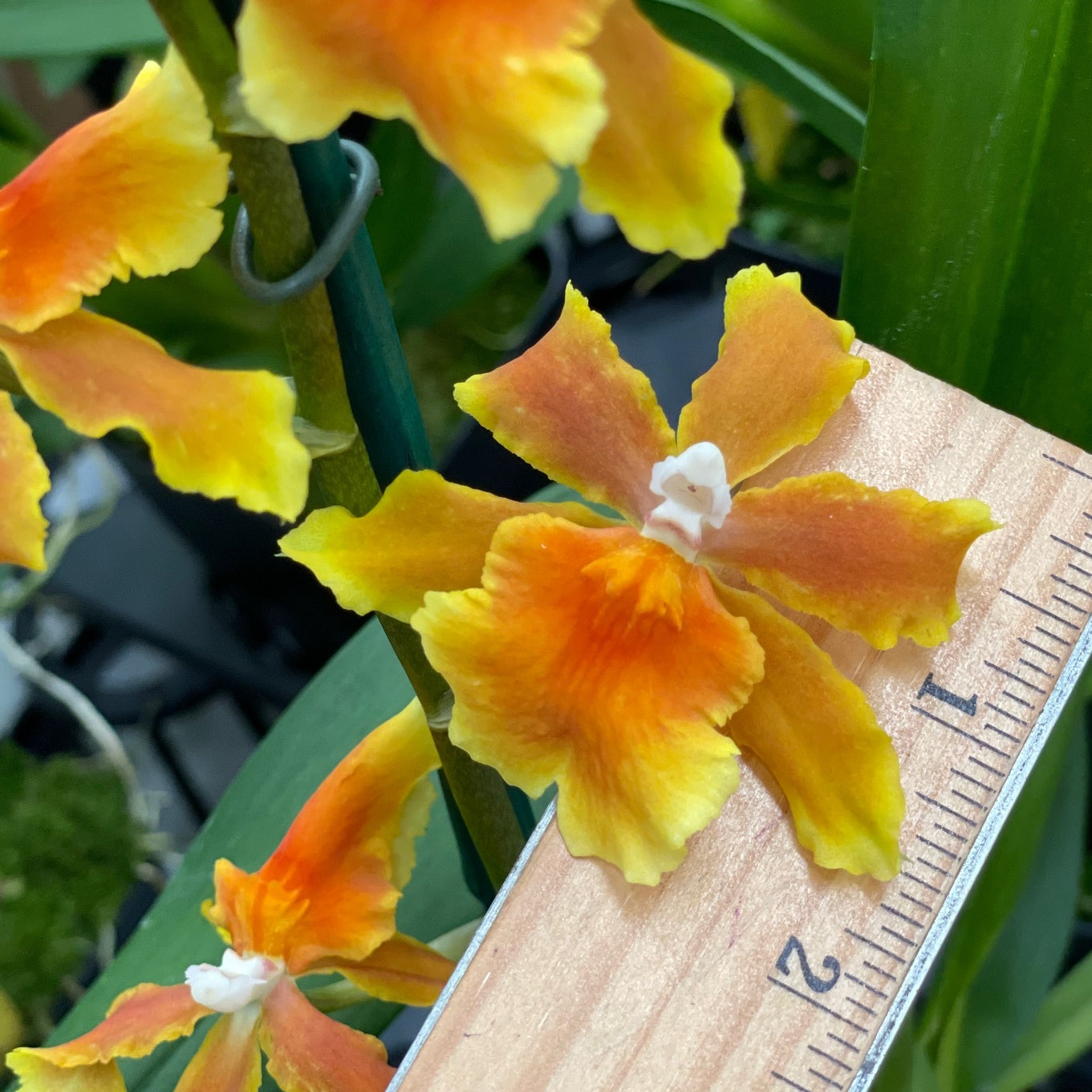 Osp. Brazilian Sun 'Samba' (4" Pot) - Buds