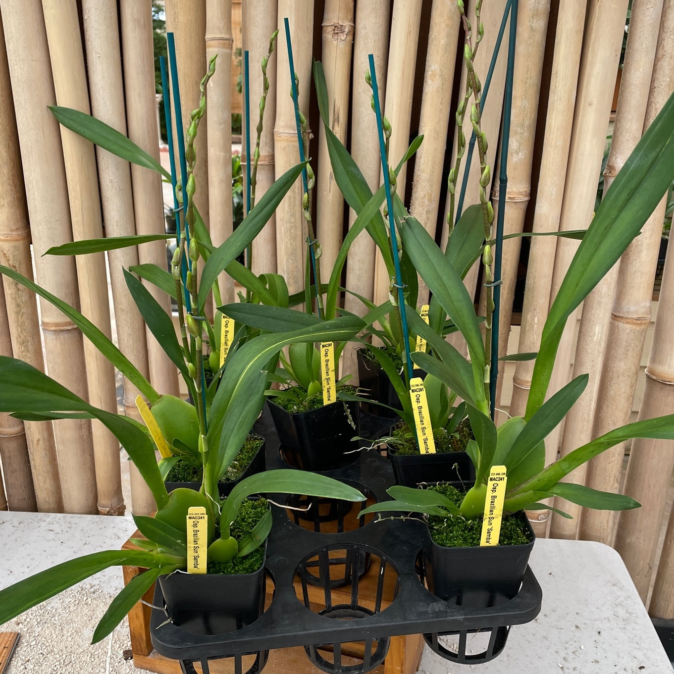 Osp. Brazilian Sun 'Samba' (4" Pot) - Buds