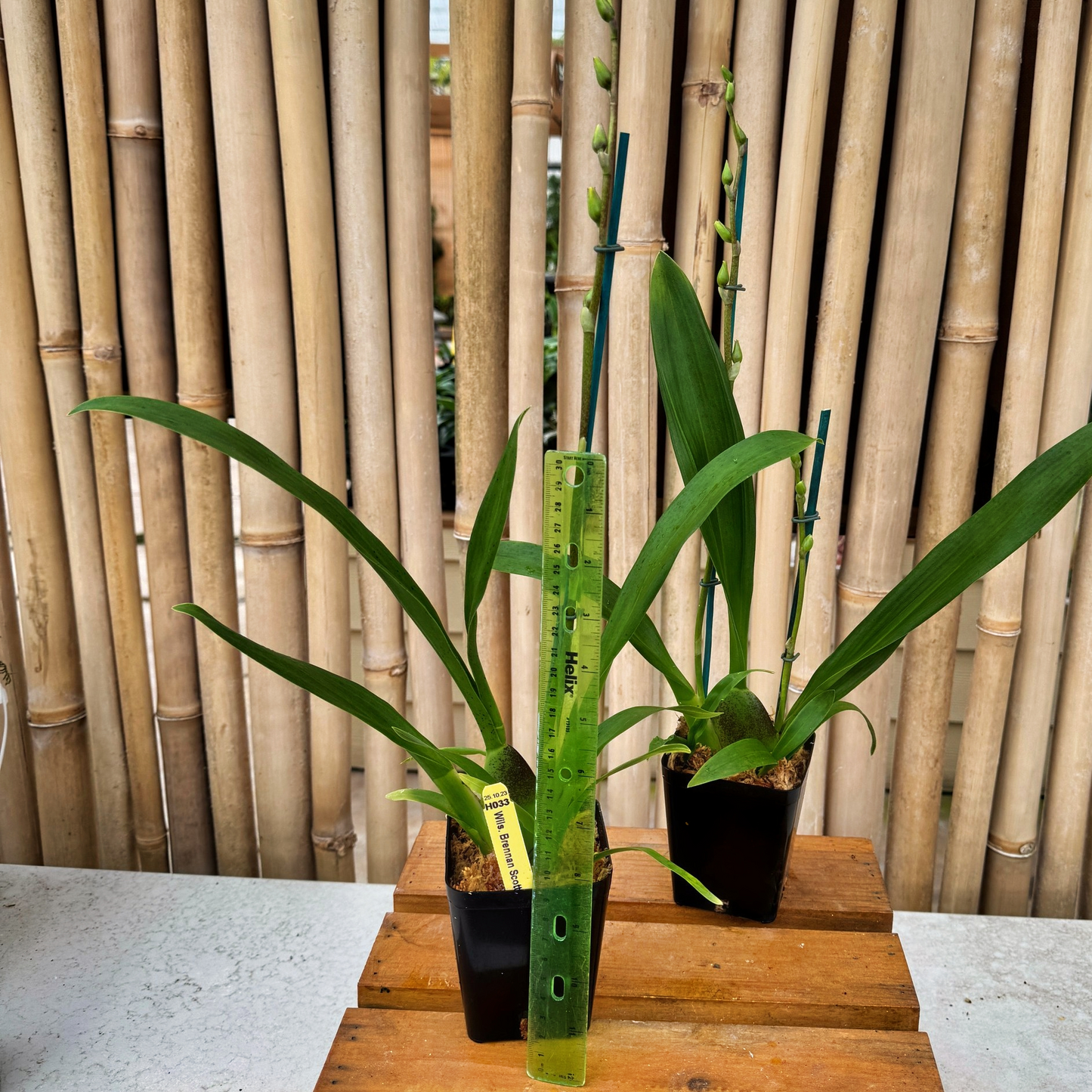   orchid variant H3906 トリオ！ Royal Doulton orchid variant H3906 トリオ！