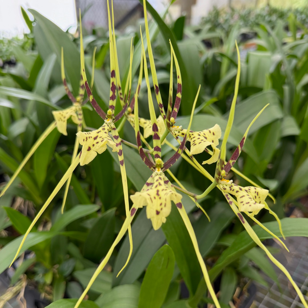 Brassia Rex 'M' (4" Pot) - Not Blooming
