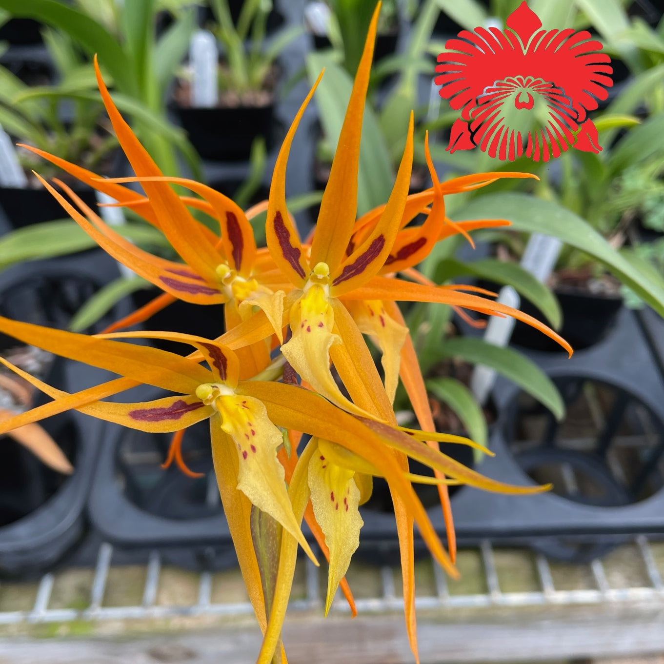 Brsa. Orange Delight 'Hilo Sunrise' (4