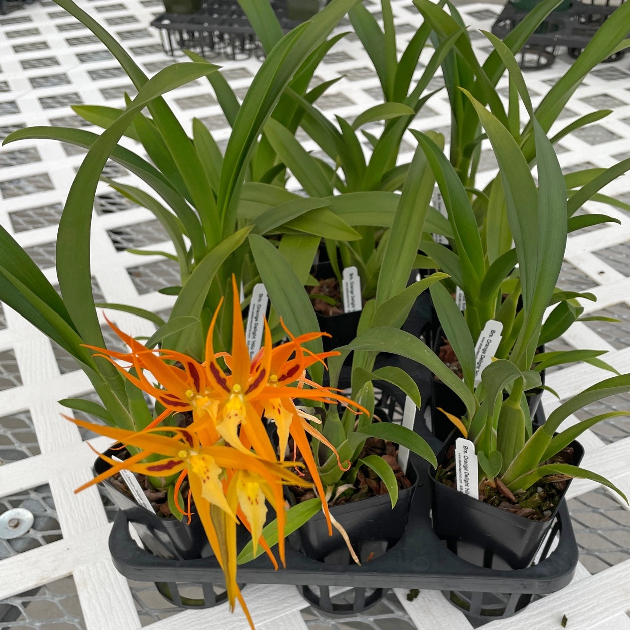 Brsa. Orange Delight 'Hilo Sunrise' (4" Pot) - Not Blooming