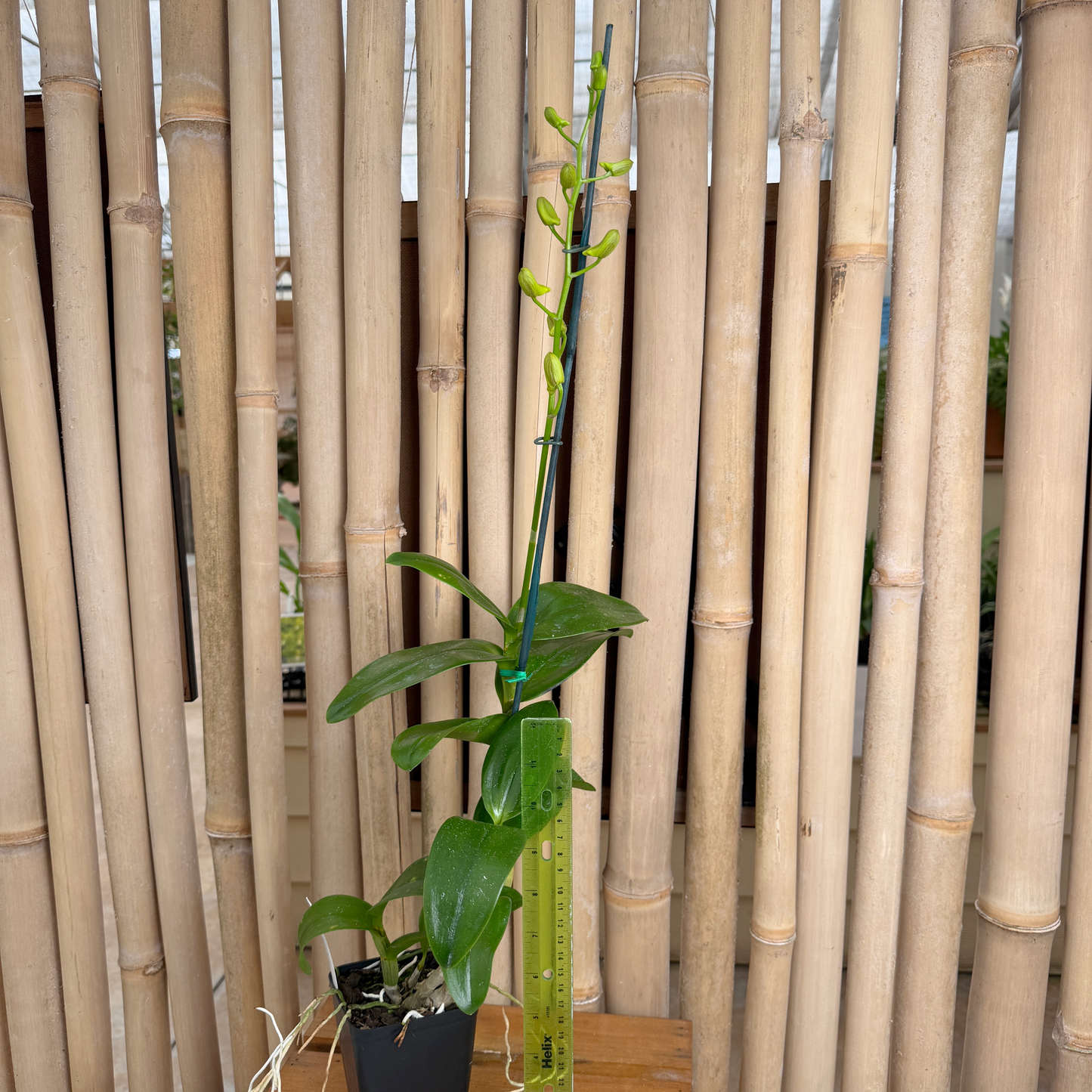 Dendrobium Buddy Brown (4" Pot) - Budded