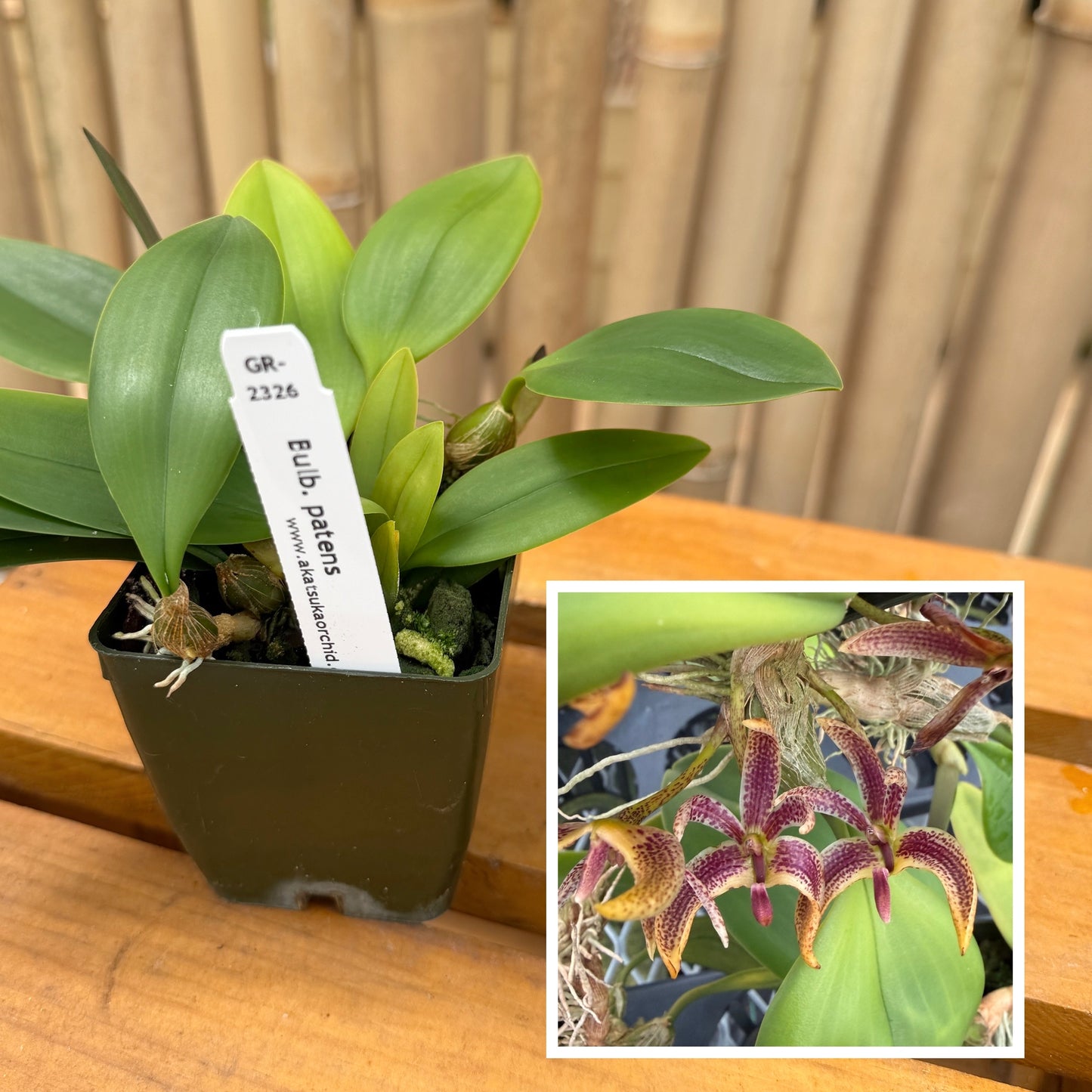 Bulbophyllum patens (2.75" Pot) - Not Blooming