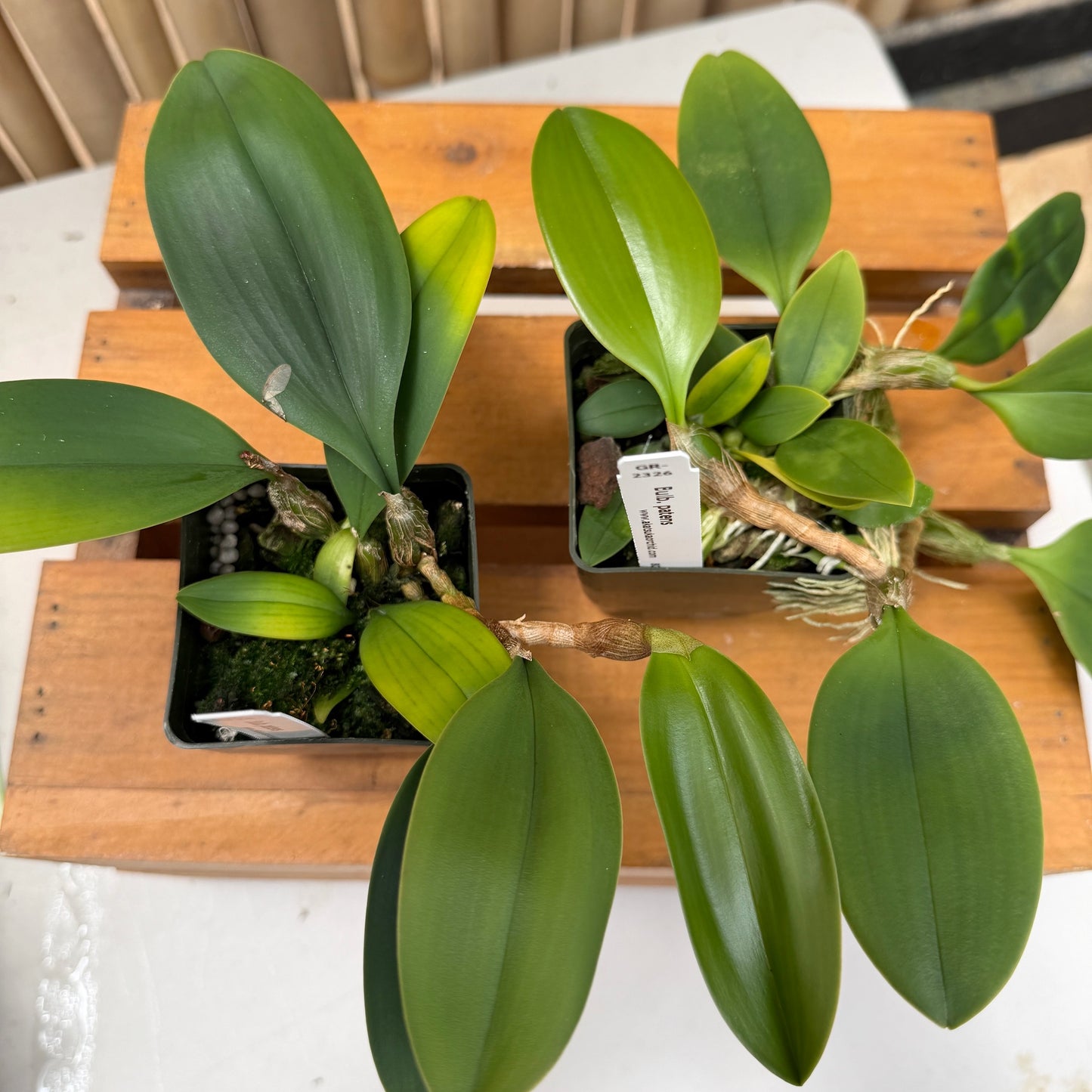 Bulbophyllum patens (2.75" Pot) - Not Blooming