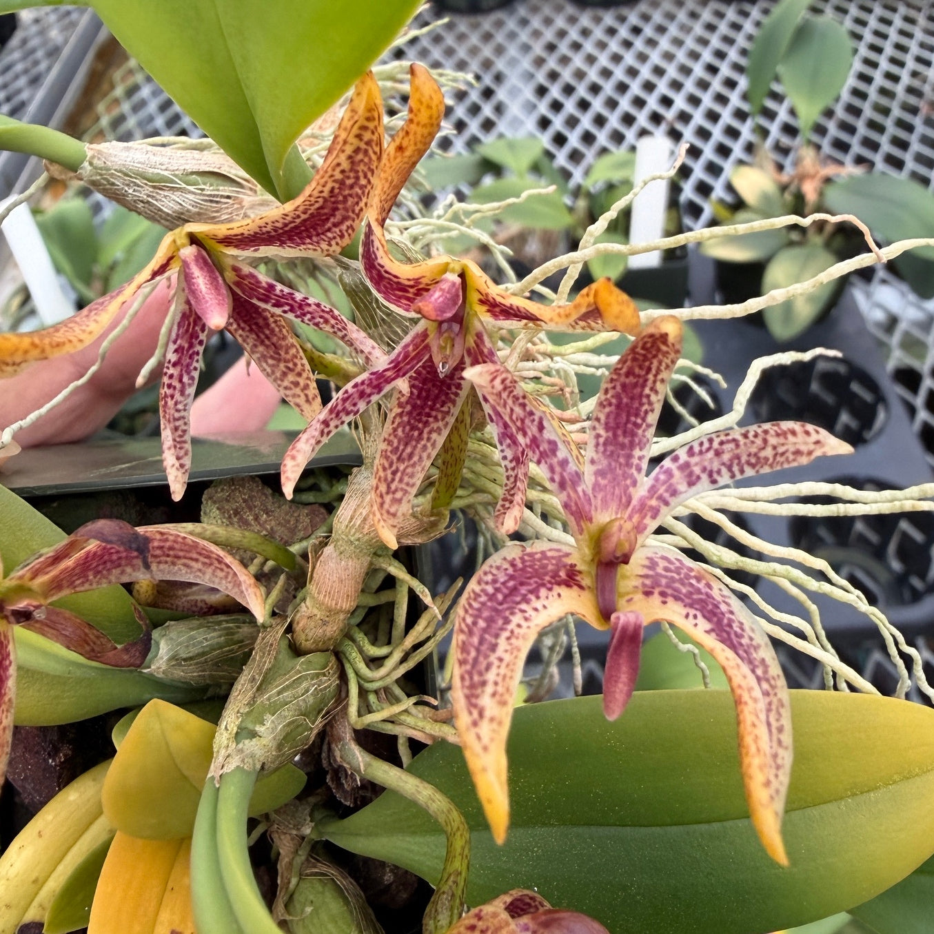 Bulbophyllum patens (2.75" Pot) - Not Blooming