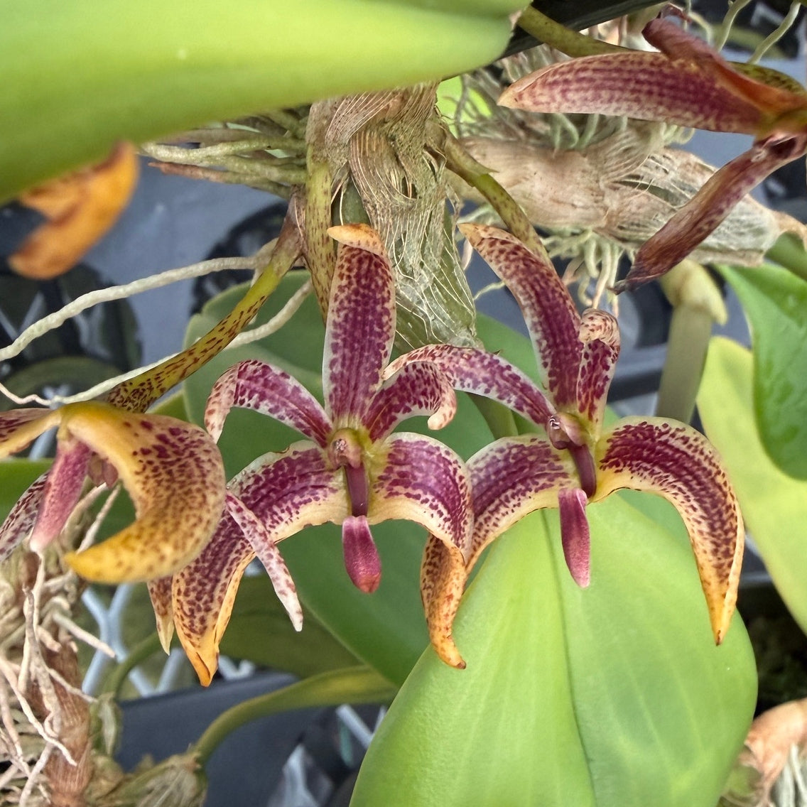 Bulbophyllum patens (2.75" Pot) - Not Blooming