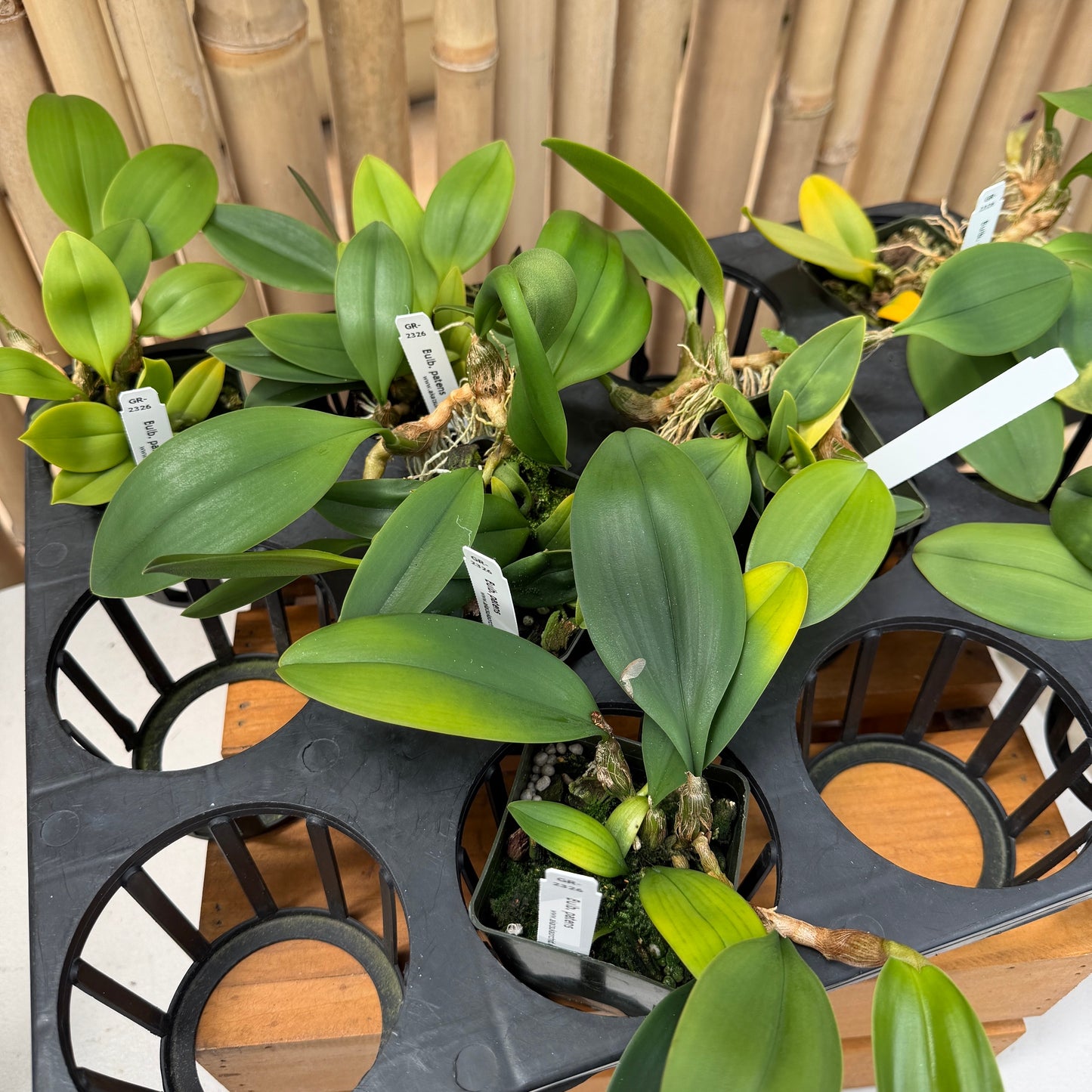 Bulbophyllum patens (2.75" Pot) - Not Blooming