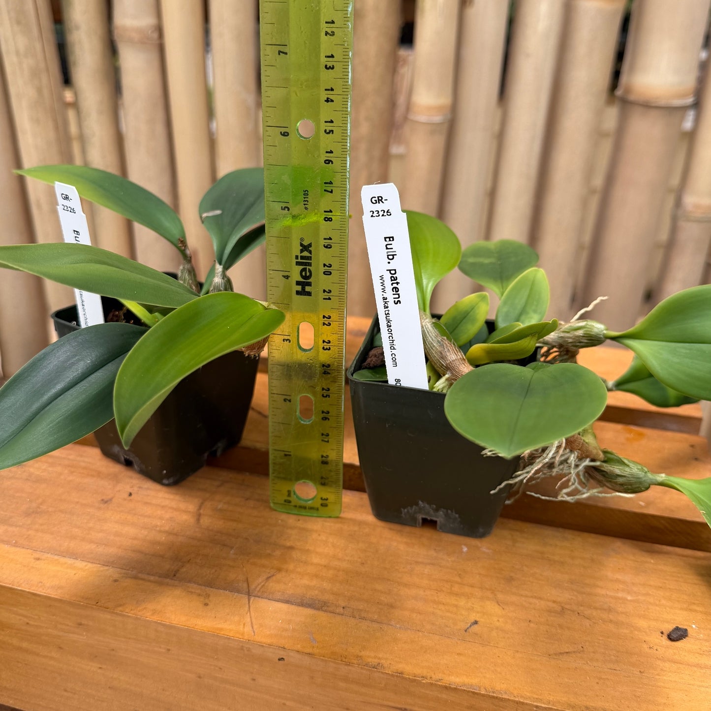 Bulbophyllum patens (2.75" Pot) - Not Blooming