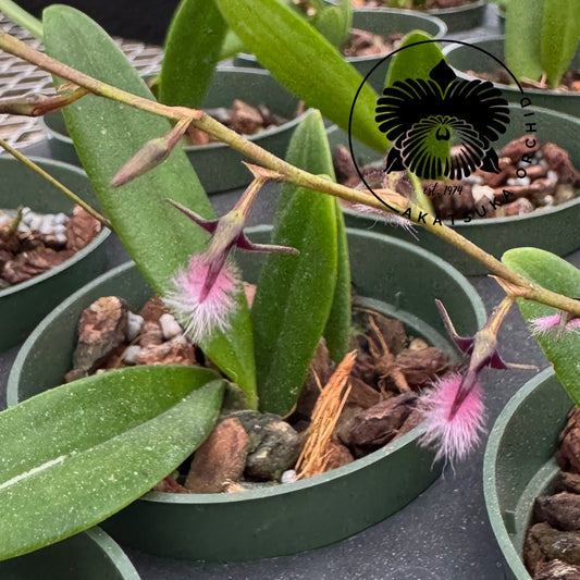 Bulb. saltatorium (3" Pot) - Spiking