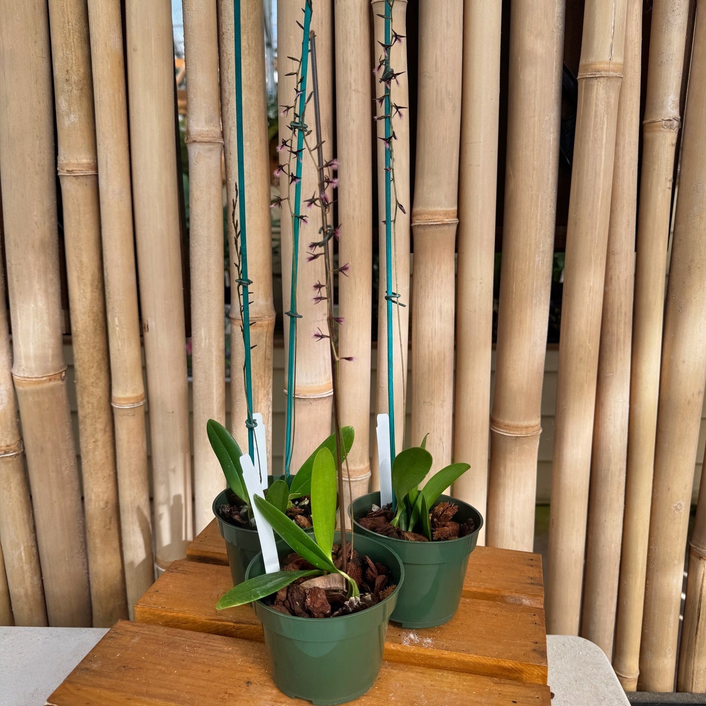 Bulb. saltatorium (3" Pot) - Spiking