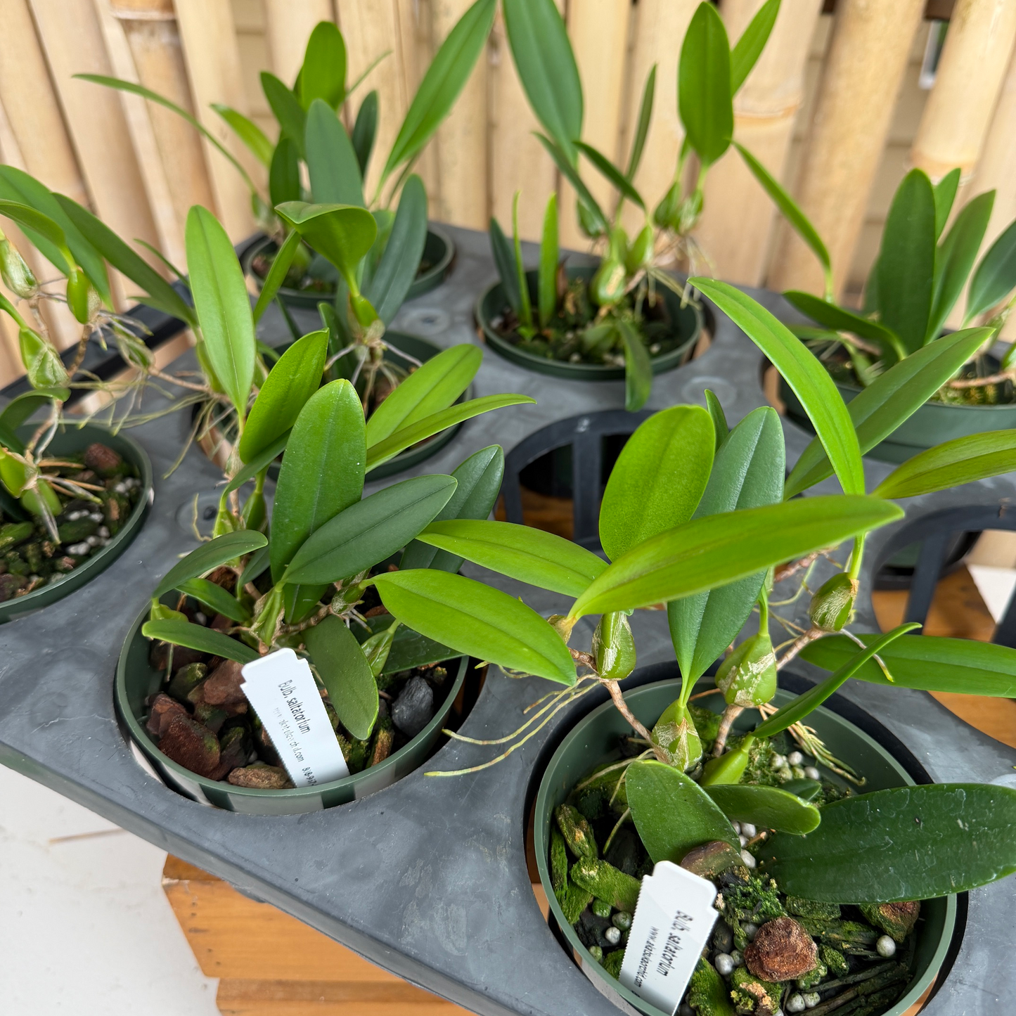 Bulb. saltatorium (3" Pot) - Not Blooming