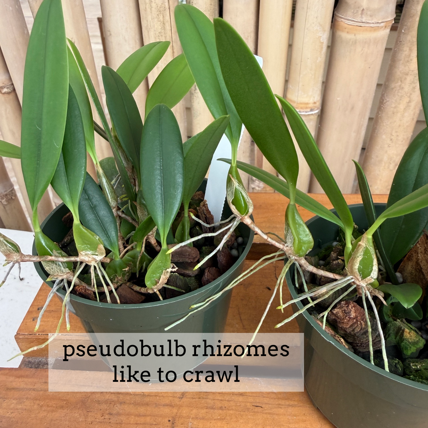 Bulb. saltatorium (3" Pot) - Not Blooming