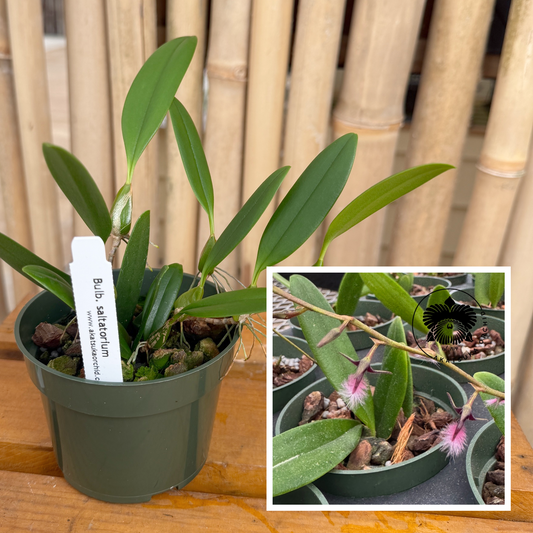 Bulb. saltatorium (3" Pot) - Not Blooming