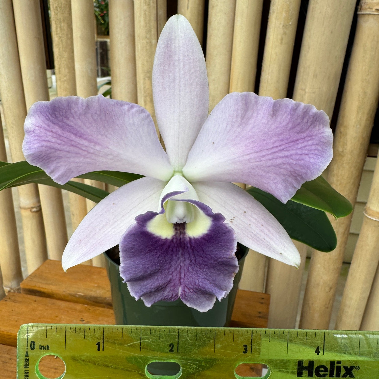 Rlc. Volcano Spring 'Volcano Queen' (5.5