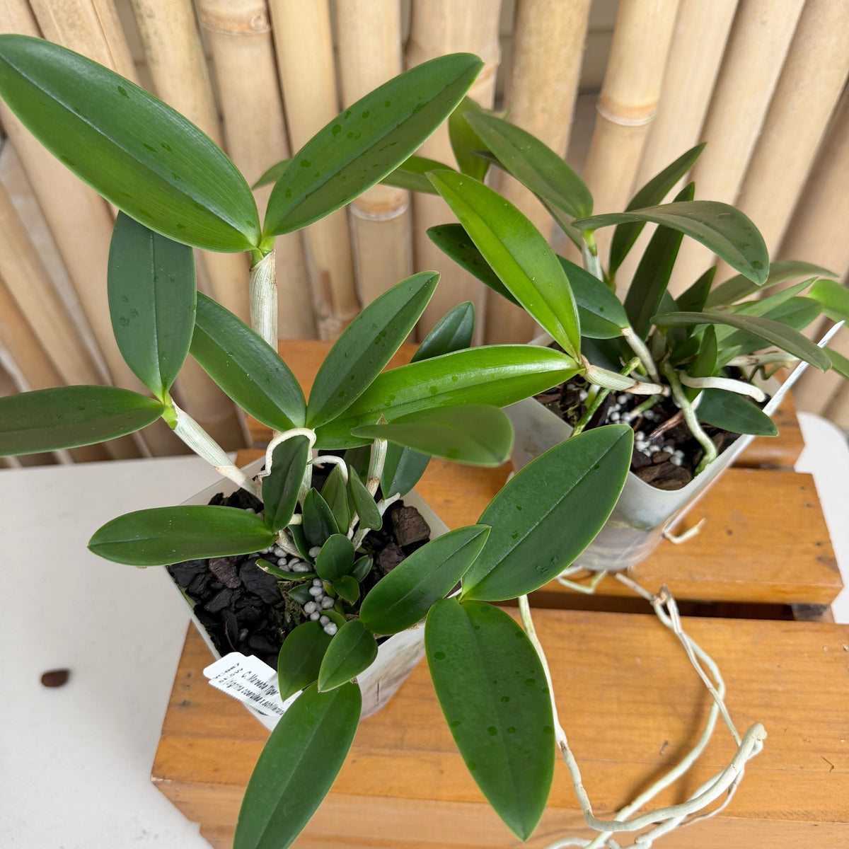C. Mareeba Tiger (4" Pot) - Not Blooming