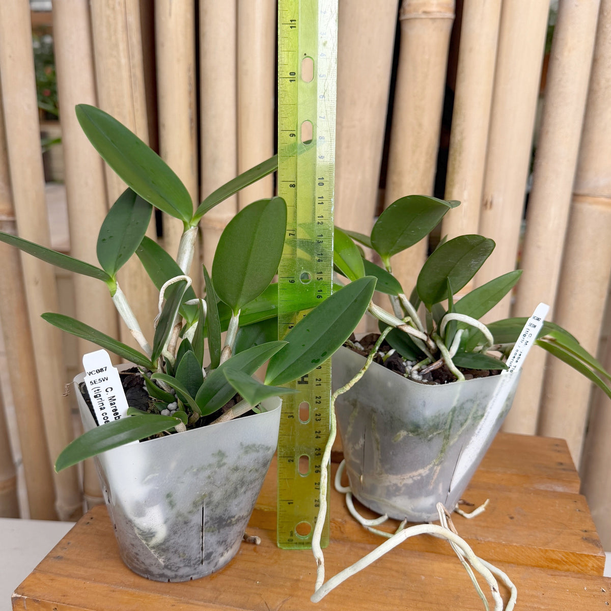 C. Mareeba Tiger (4" Pot) - Not Blooming