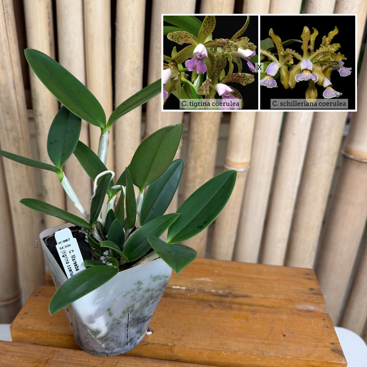 C. Mareeba Tiger (4" Pot) - Not Blooming