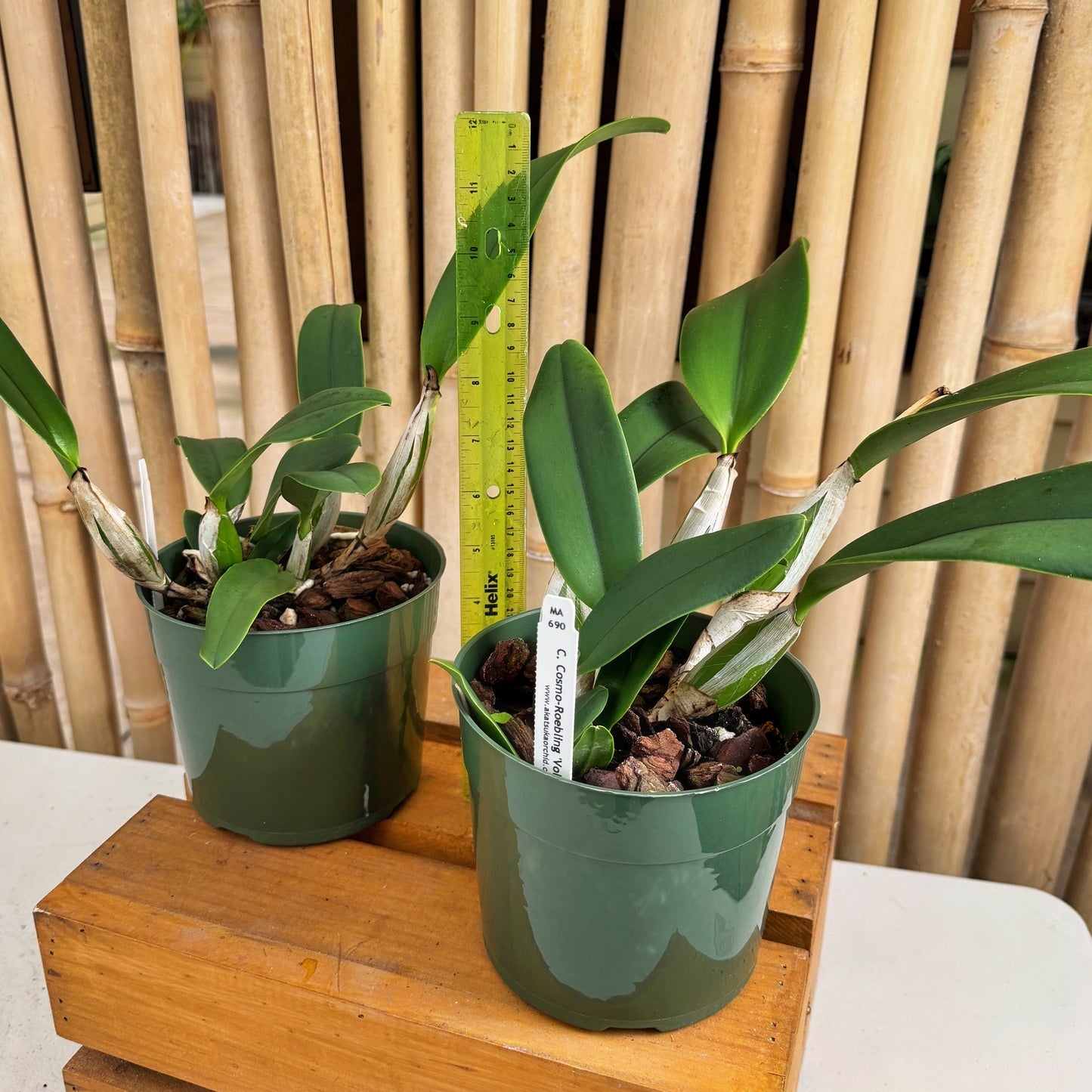 C. Cosmo-Roebling 'Volcano Queen' (5.5" Pot) - Not Blooming